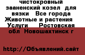 чистокровный зааненский козел  для вязки - Все города Животные и растения » Услуги   . Ростовская обл.,Новошахтинск г.